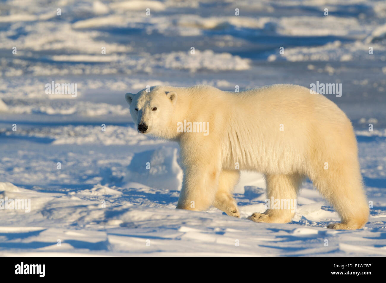 Polar bear (Ursus maritimus), west coast Hudson Bay, south of Arviat, Nunavut, Canada Stock Photo