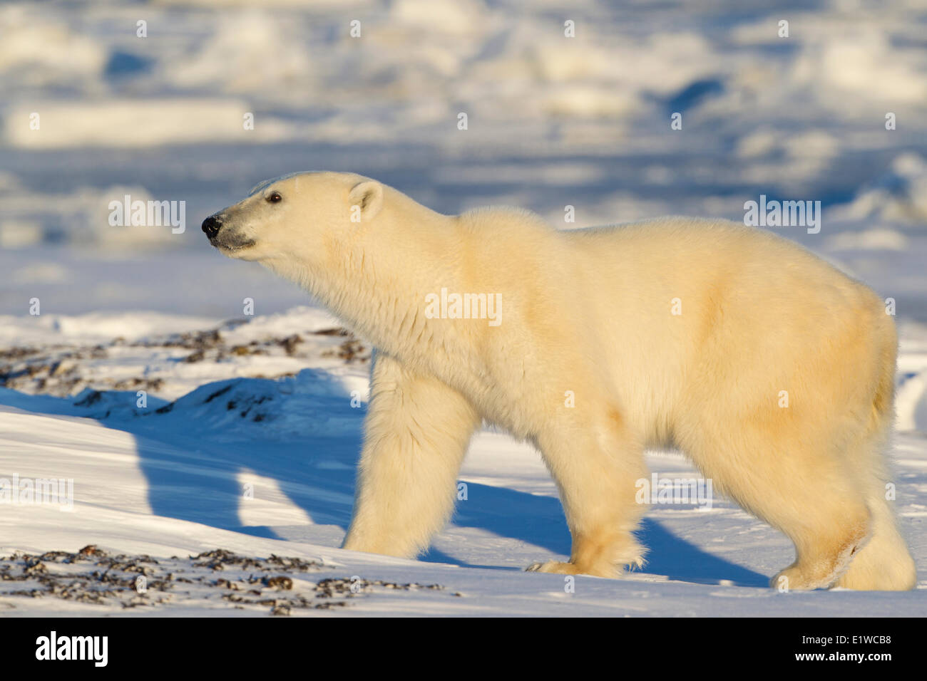 Polar bear (Ursus maritimus), west coast Hudson Bay, south of Arviat, Nunavut, Canada Stock Photo