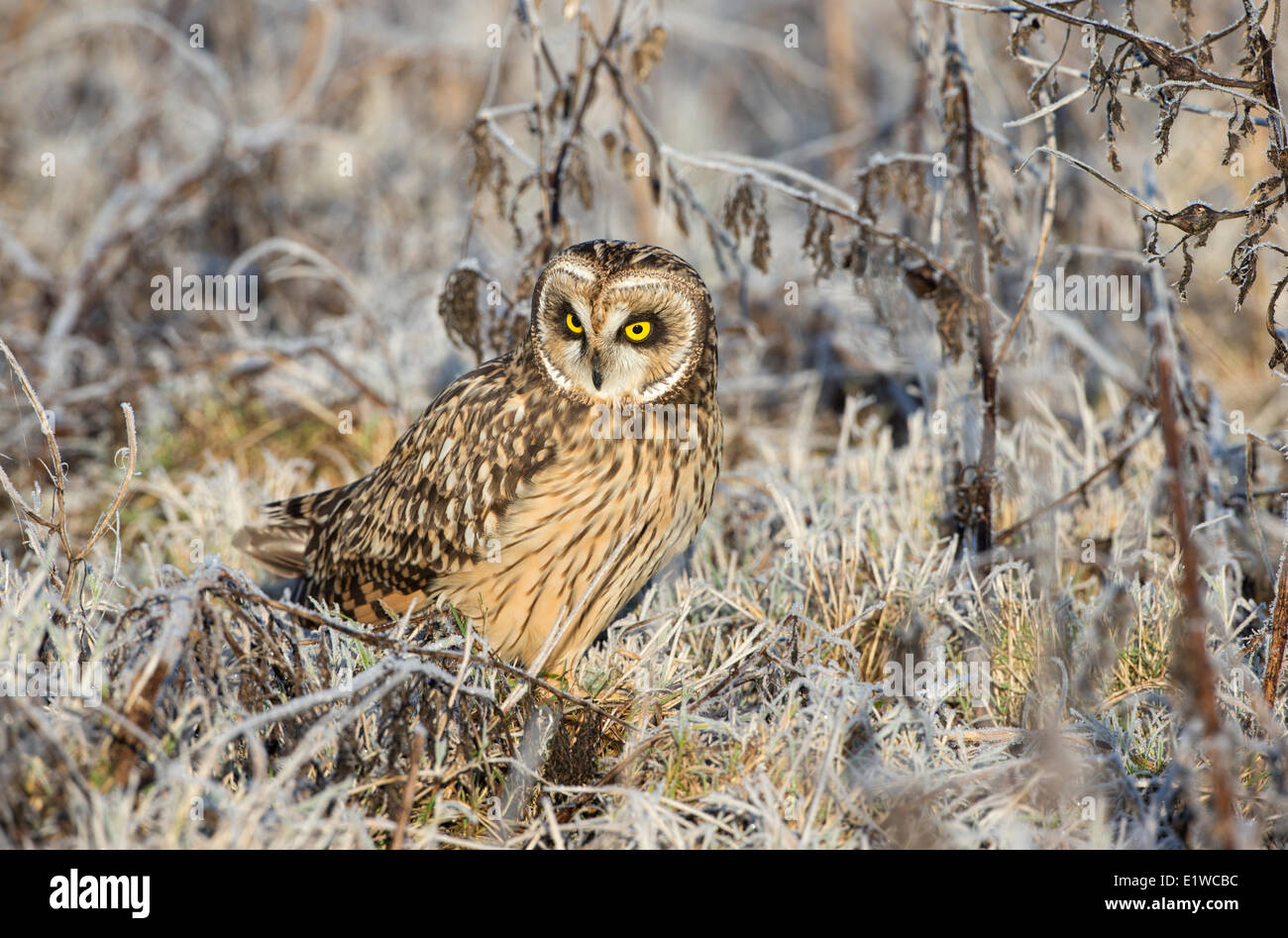 Short-eared owl (Asio flammeus), female, among hoar-frosted vegetation,  Boundary Bay, British Columbia, Canada Stock Photo