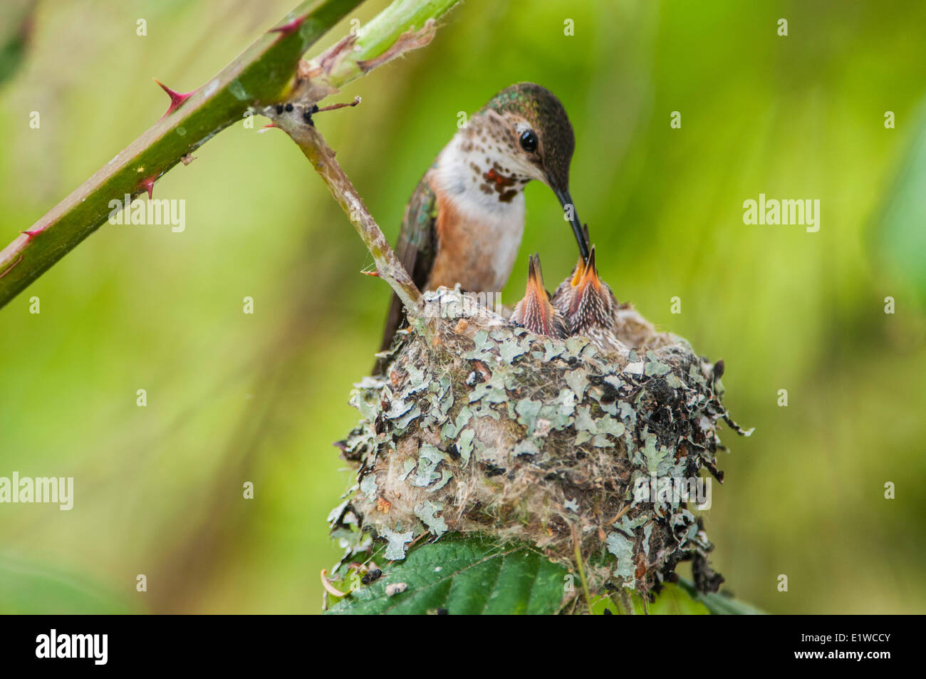 Baby humming birds (Selasphorus rufus) with mom, Omak, Okanogan ...