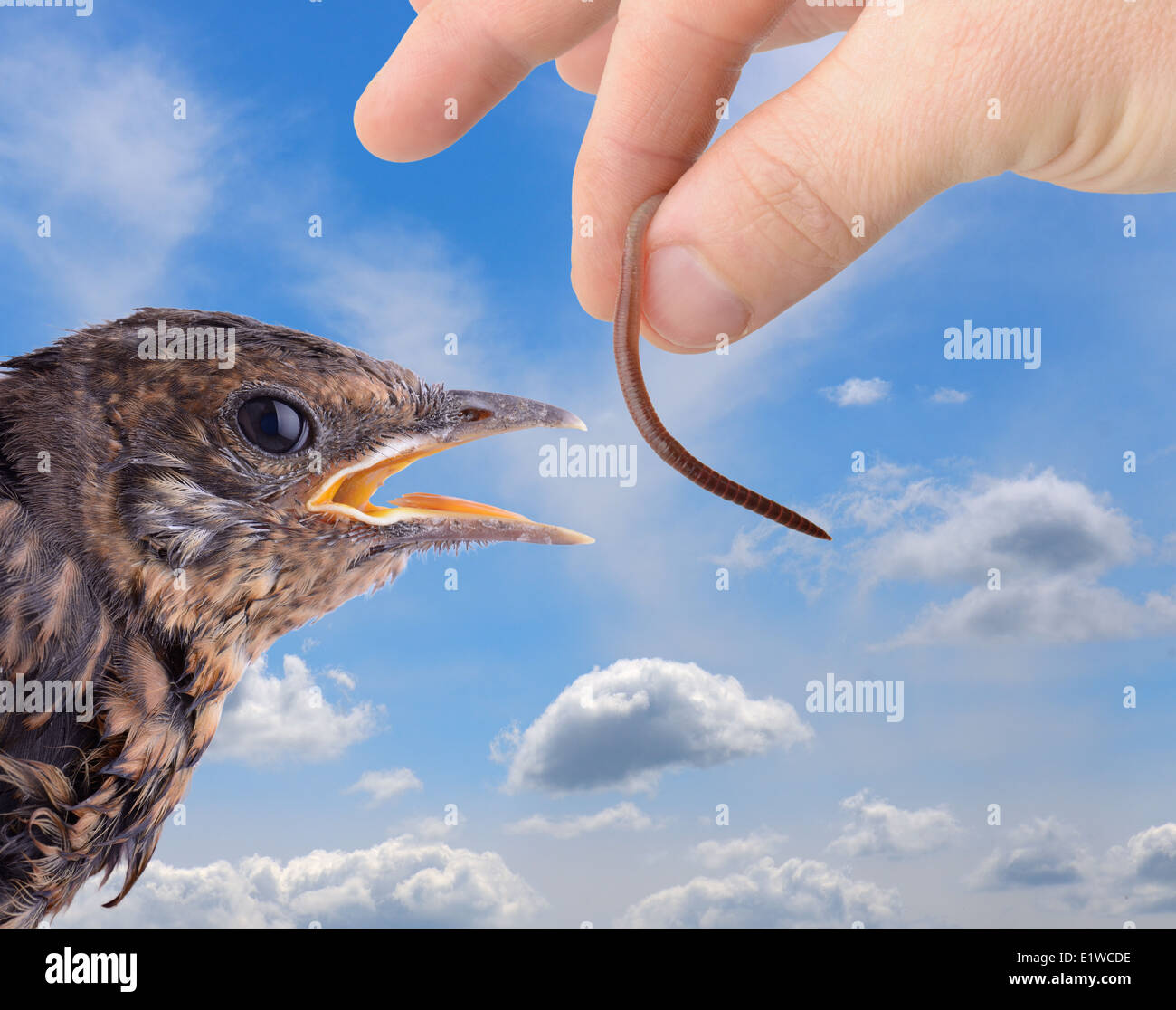 concept of temptation or the early bird catches the worm Stock Photo