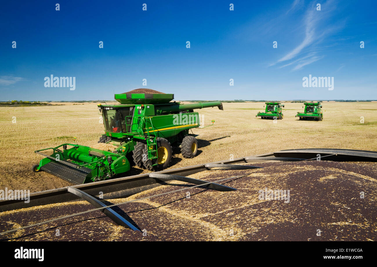 combine harvesters work in a canola field, near Kamsack, Saskatchewan, Canada Stock Photo