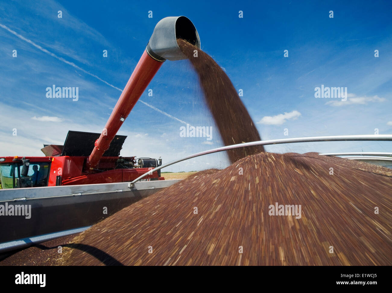 Combine harvester augers canola into farm truck during the harvest hi