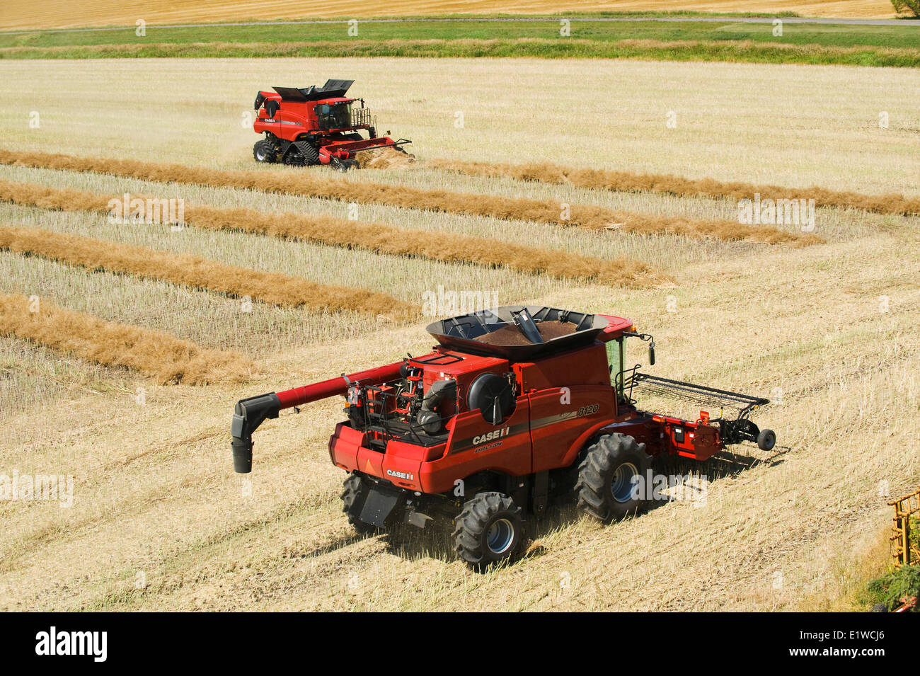 combines harvest swathed canola, near Dugald, Manitoba, Canada Stock Photo