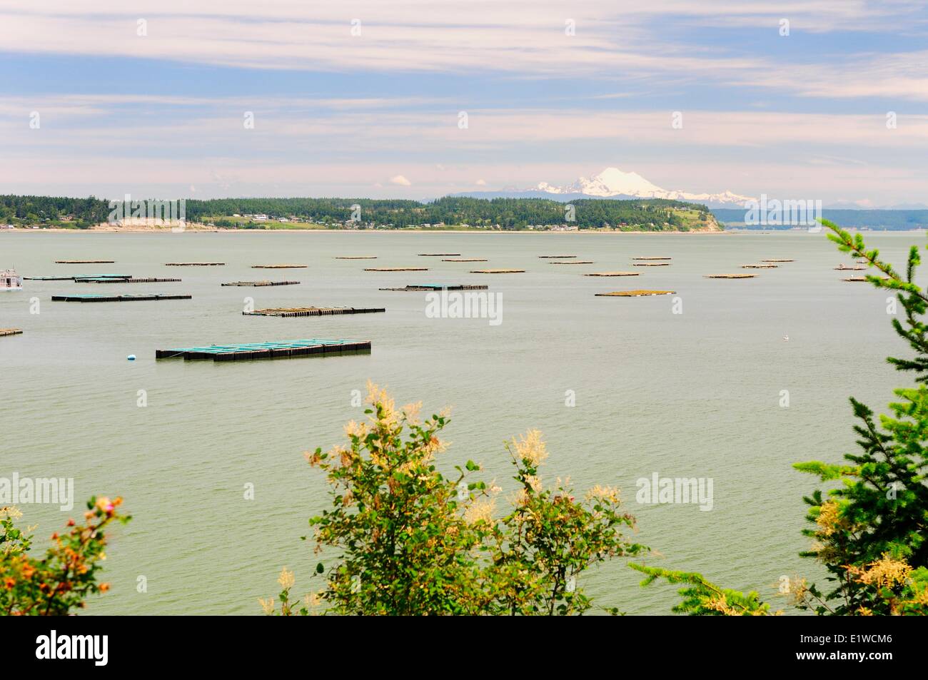 Farming Penn Cove Mussels in Coupeville on Whidbey Island in Washington