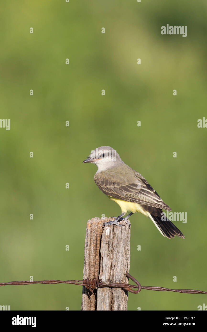 Western Kingbird (Tyrannus verticalis) on a fence post in Whitewater Lake Wildlife Management Area in southern Manitoba Canada Stock Photo