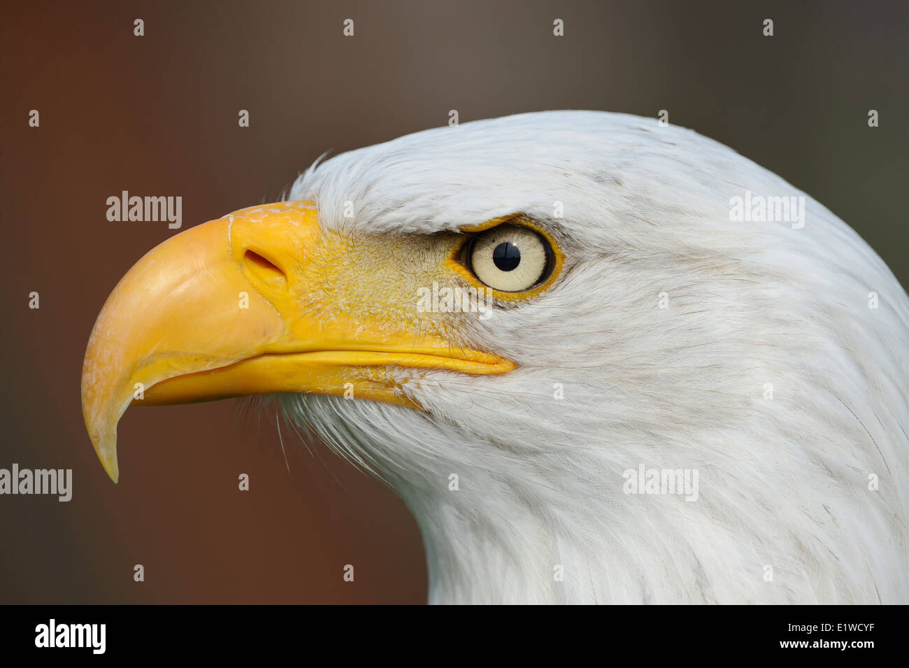 Bald eagle, Portrait Stock Photo - Alamy