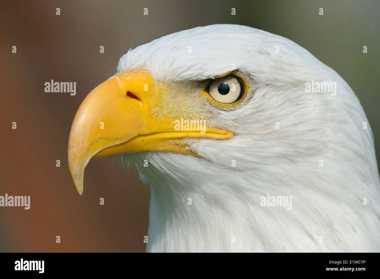 Bald eagle, Portrait, Stock Photo