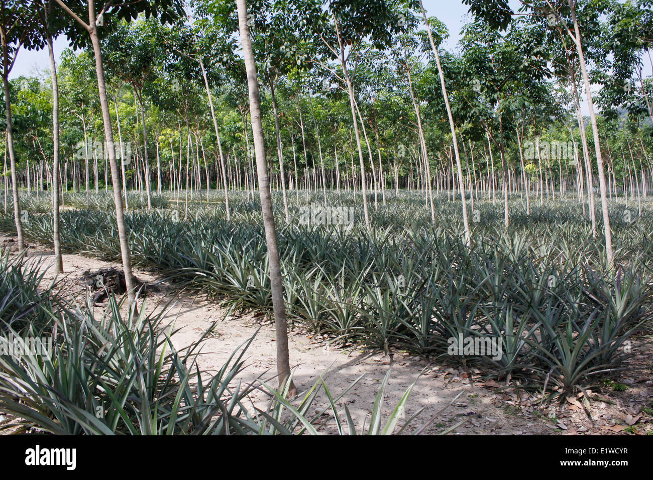 Pineapple plantation thailand hires stock photography and images Alamy