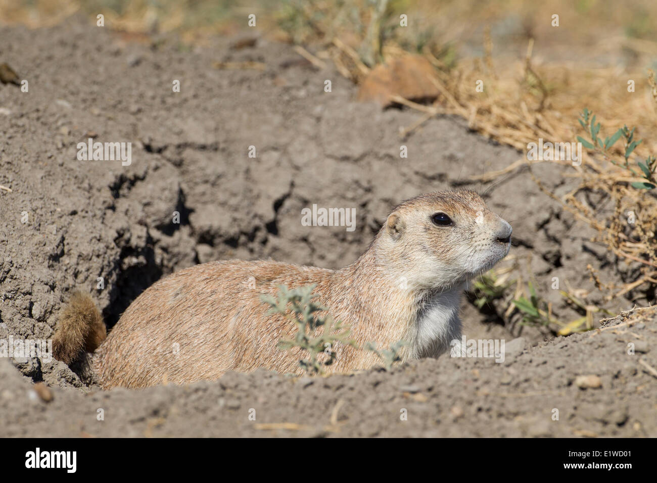 A Black-tailed Prairie Dog (Cynomys ludovicianus) takes a look around outside its burrow or hole in a dog town in the West Stock Photo