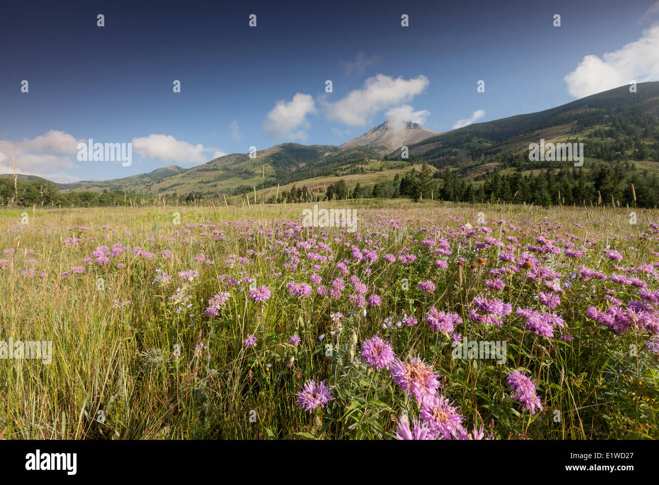 Wildflowers glacier national park hi-res stock photography and images ...