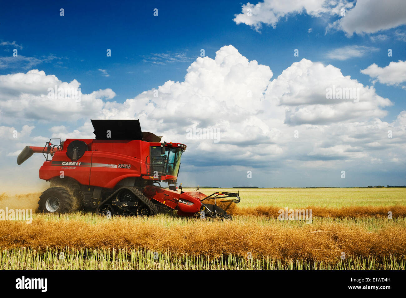 a combine harvester works in a field during the canola harvest, near