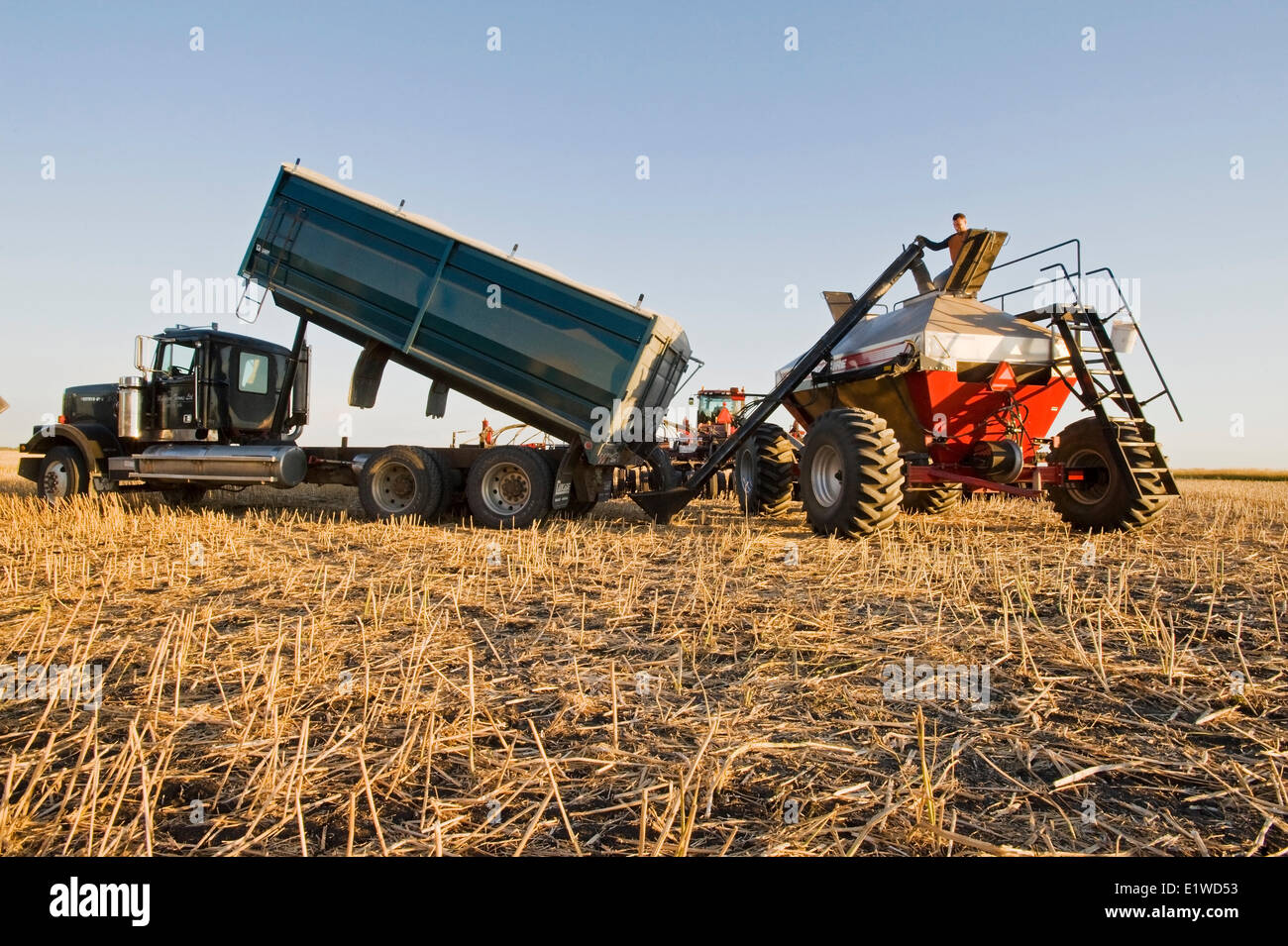 young farmer loading a seeding tank with winter wheat seed and fertilizer, near Lorette, Manitoba, Canada Stock Photo