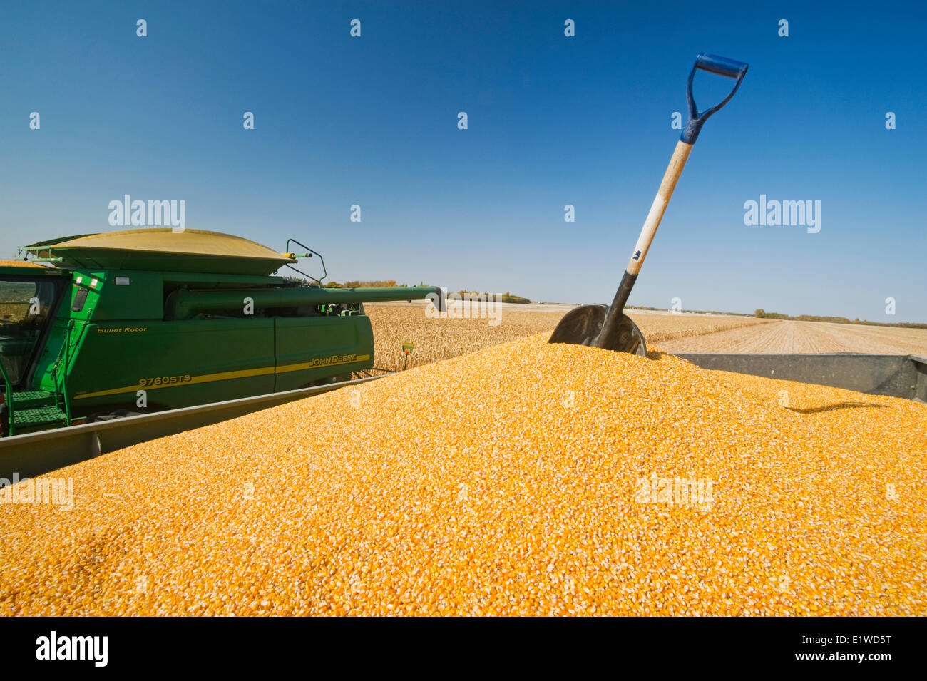 grain corn (feed corn) in the back of a grain wagon during the harvest