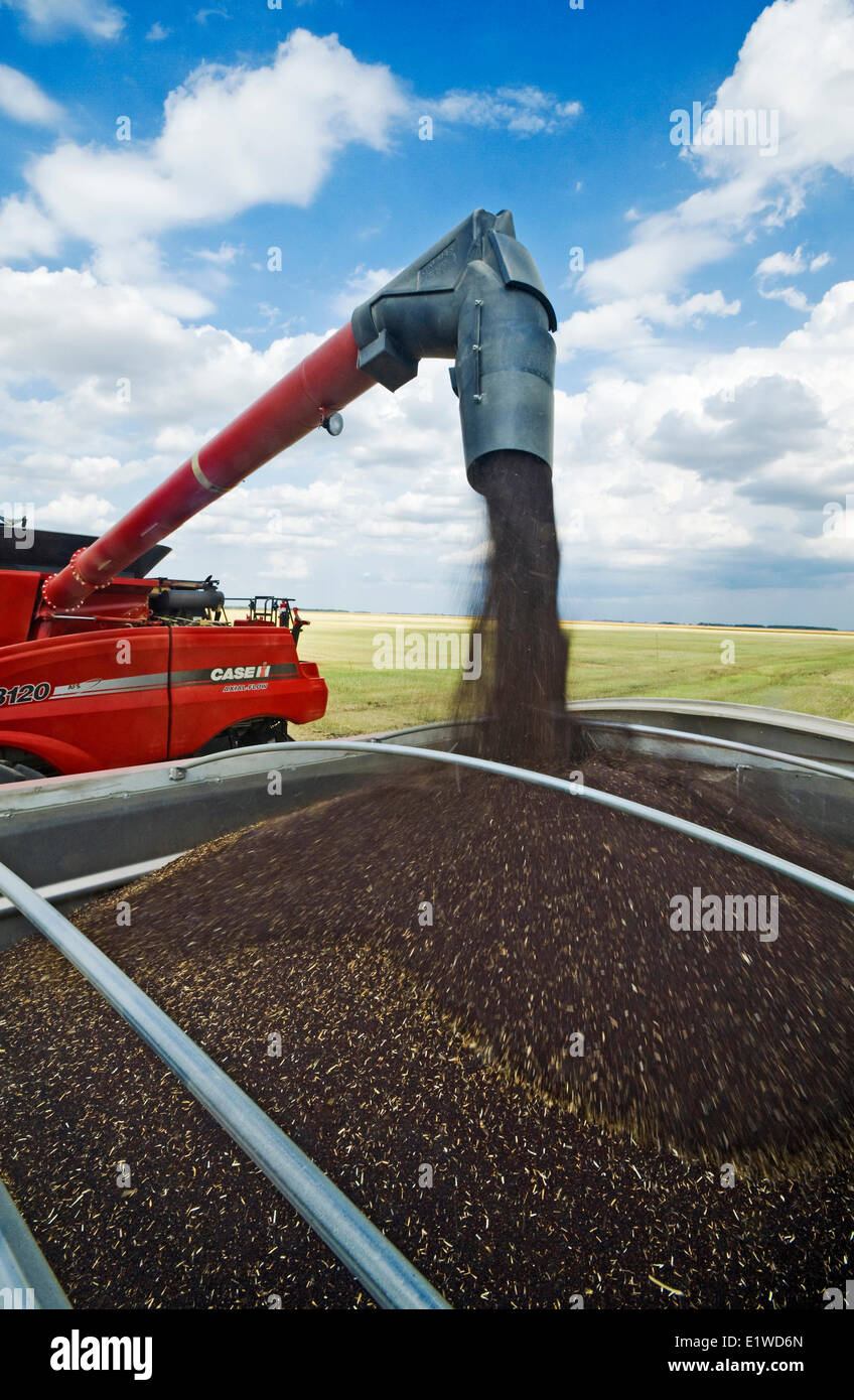 Combine harvester augers canola into farm truck during the harvest hi