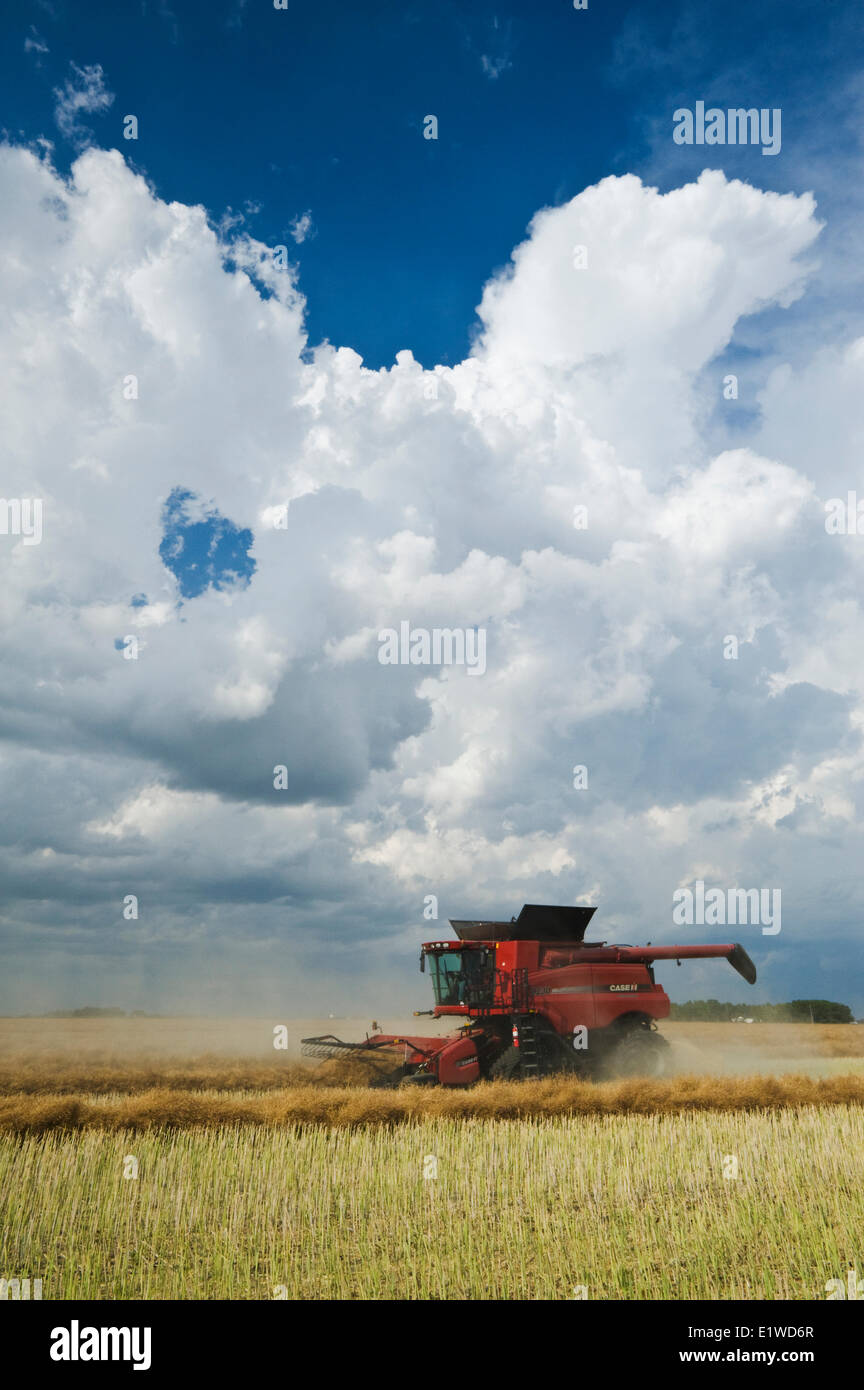 a combine harvester works in a field during the canola harvest, near