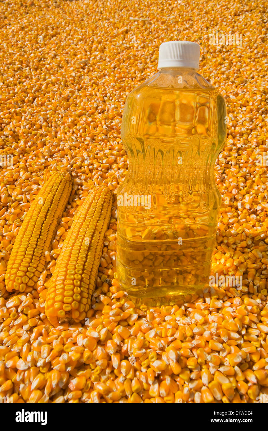grain corn/feed corn and  corn oil Stock Photo