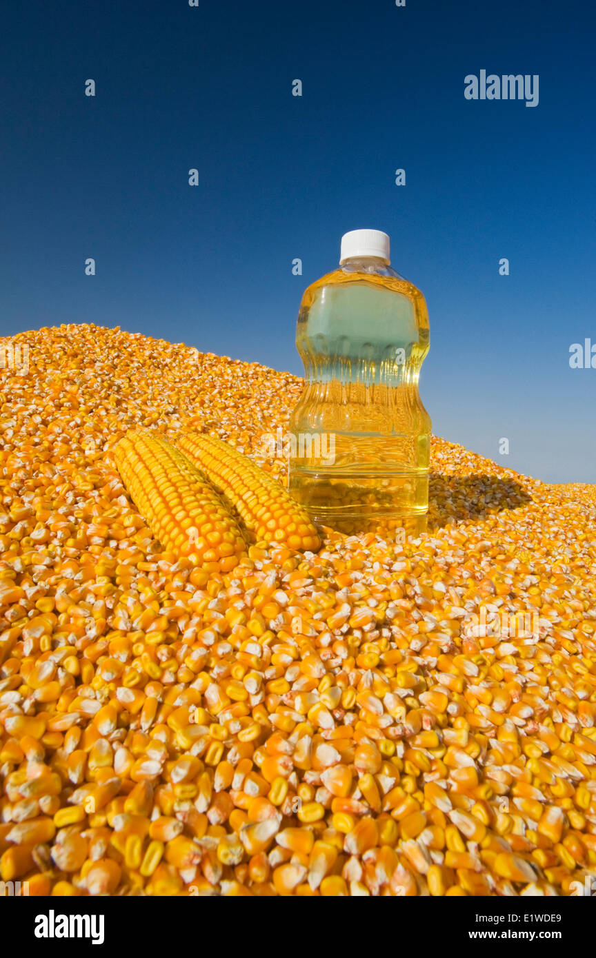 grain/feed corn and  corn oil Stock Photo