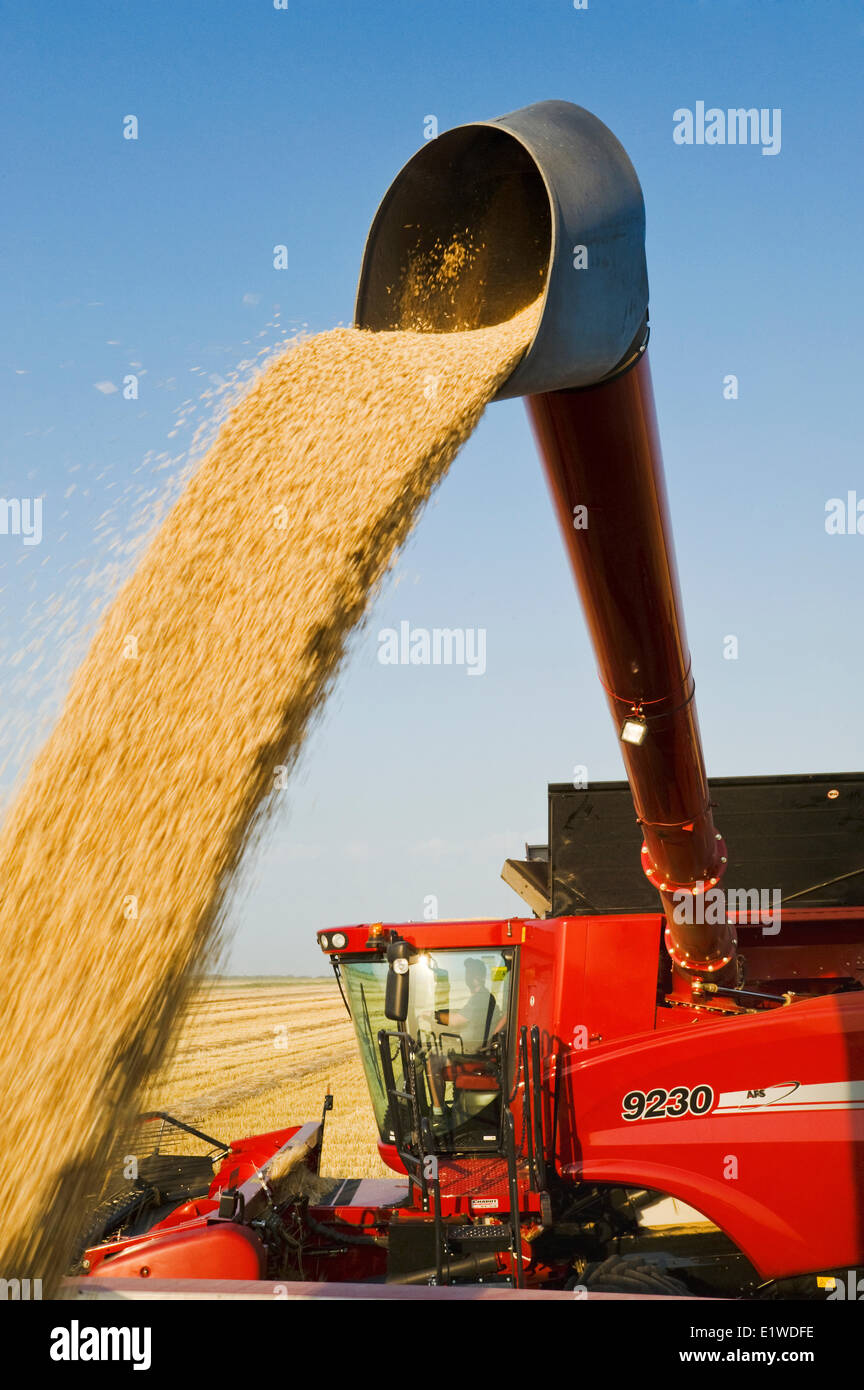 Combine harvester augers soybeans into farm truck during the harvest hi