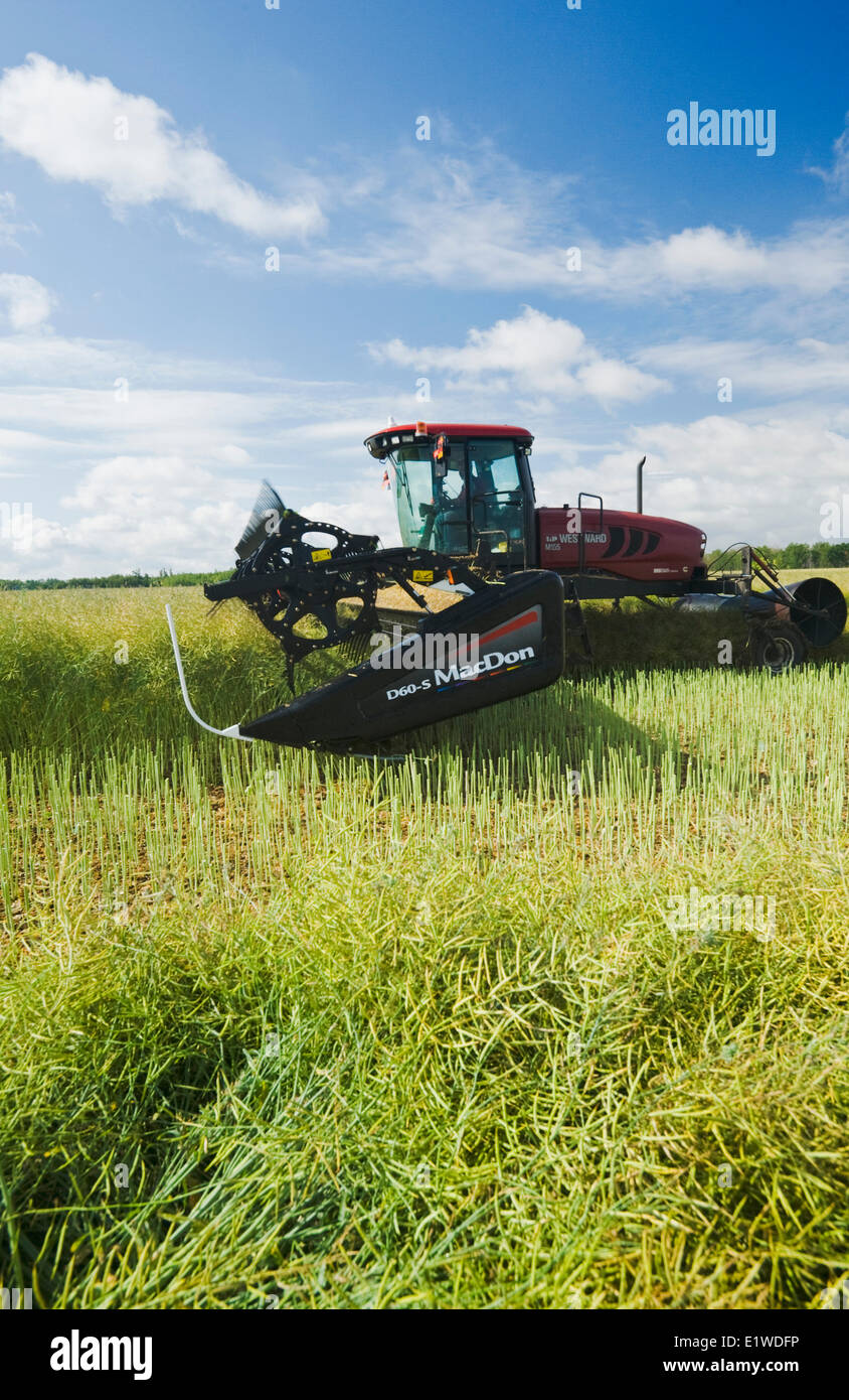 Swath Def What Does Swathing Mean | SWATHE definition in American English – IULA