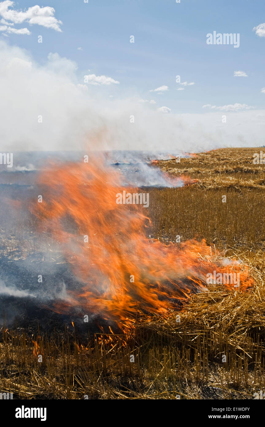 oat stubble burning near St. Agathe, Manitoba, Canada Stock Photo