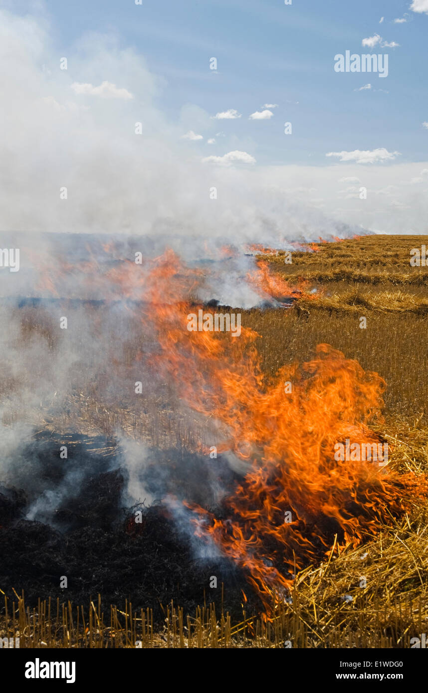 oat stubble burning near St. Agathe, Manitoba, Canada Stock Photo