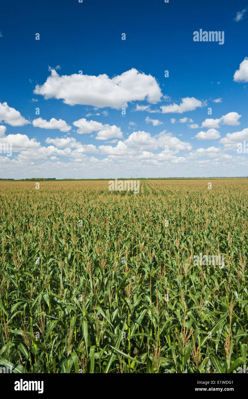a field of feed/grain corn stretches to the horizon, near Morris, Manitoba, Canada Stock Photo