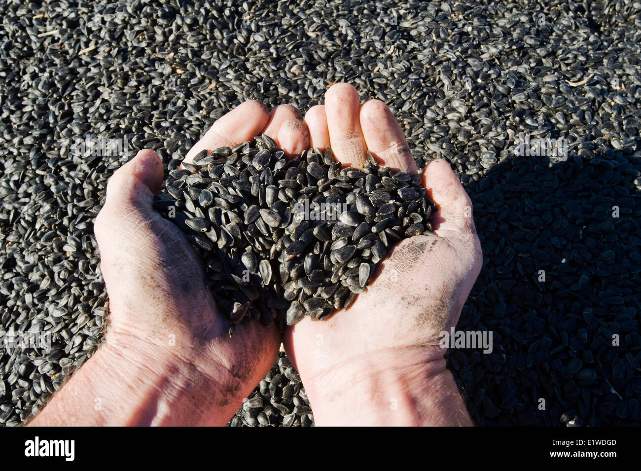 Close up of hand holding harvested black oil sunflower seeds hires