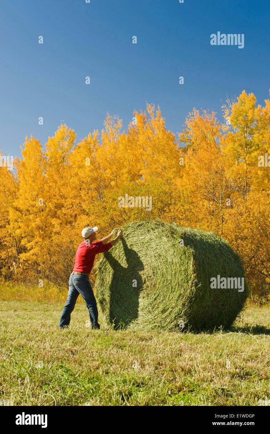 a man checks the moisture of round alfalfa bales, Manitoba, Canada ...