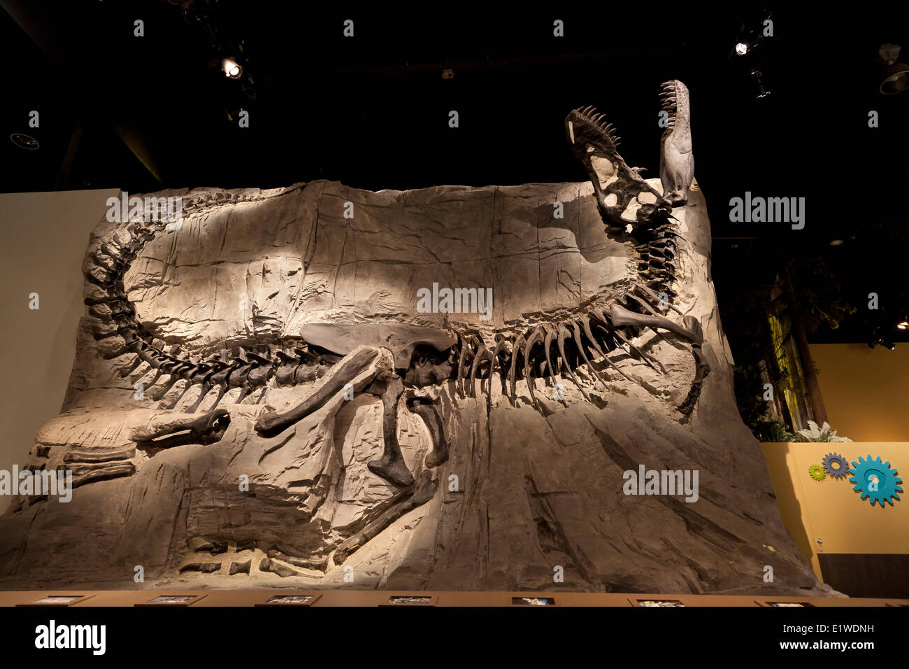 Tyrannosaurus rex dinosaur fossil called 'black beauty' in an exhibit inside the Royal Tyrrell Museum north Drumheller in Stock Photo