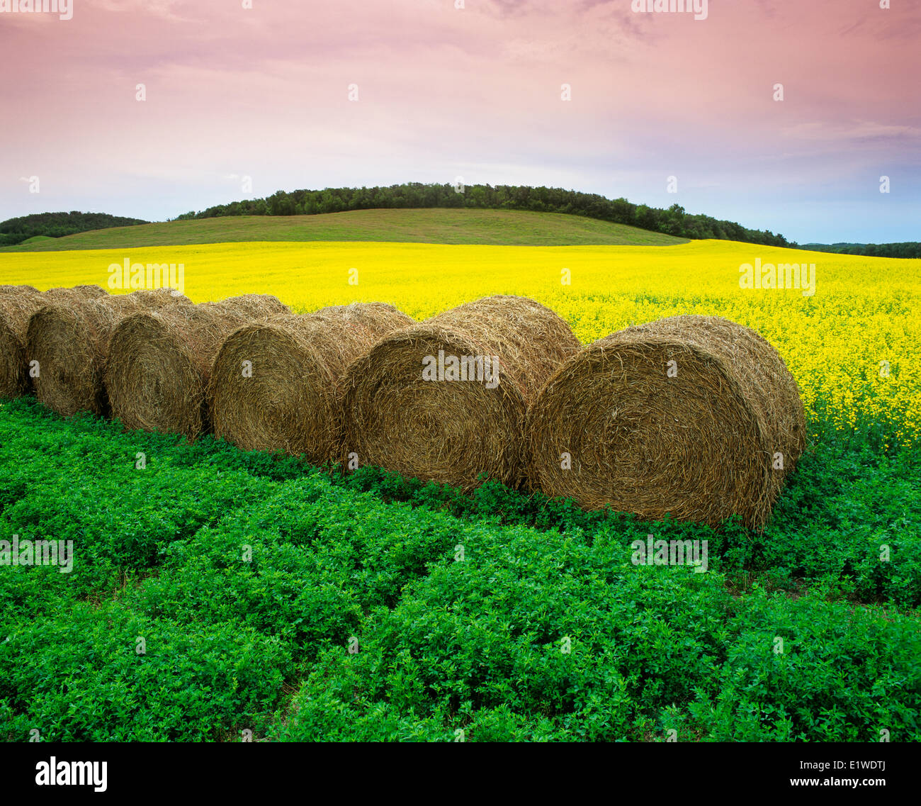 alfalfa field (forage crop) with round alfalfa bales bloom stage canola ...