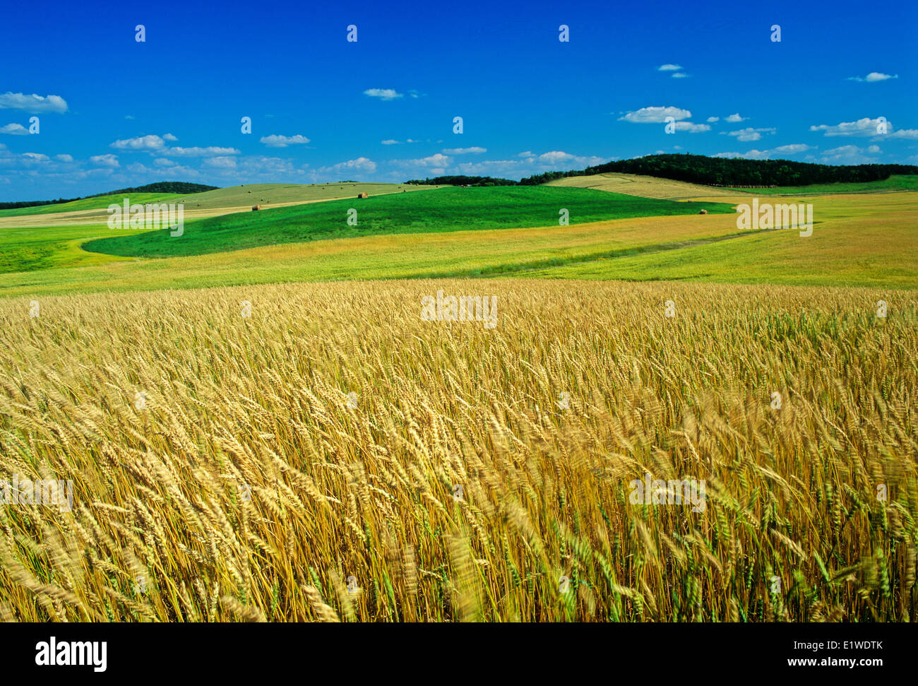 maturing spring wheat field with alfalfa fields in the distance, Tiger Hills, Manitoba, Canada Stock Photo
