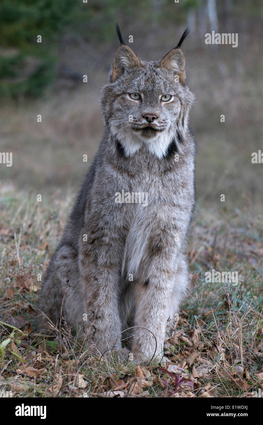 Canada Lynx sitting in meadow. (Lynx canadensis), Minnesota, United States of America Stock Photo