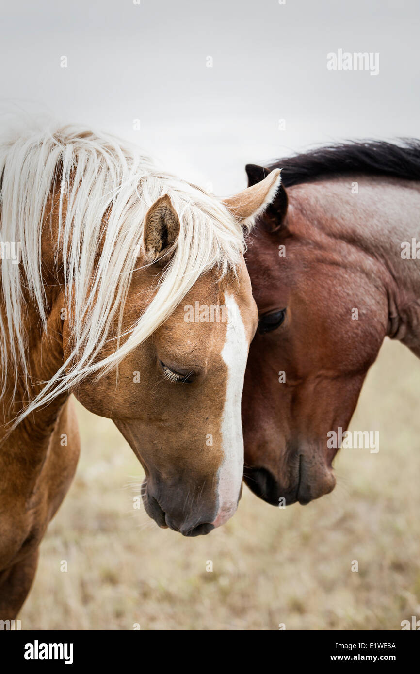 Two affectionate horses, Saskatchewan, Canada Stock Photo