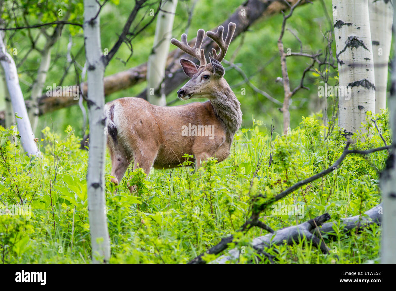 Mule Deer (Odocoileus hemionus) Male Buck, with velvet on antlers,  standing in forest Sheep River, Alberta Stock Photo