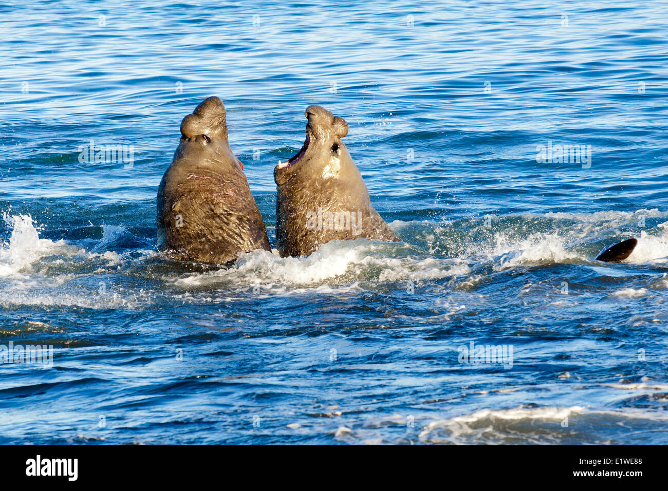 Southern elephant seal (Mirounga leonina) bulls fighting for a territory on the beach St. Andrews Bay Island South Georgia Stock Photo