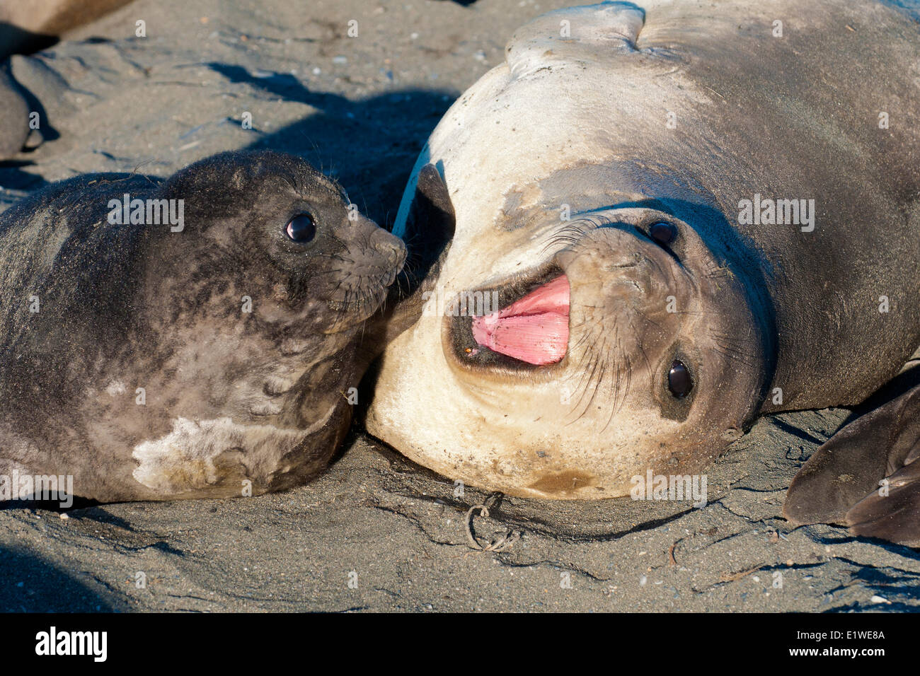 Southern elephant seal (Mirounga leonina) mother & pup, St. Andrews Bay, Island of South Georgia, Antarctica Stock Photo