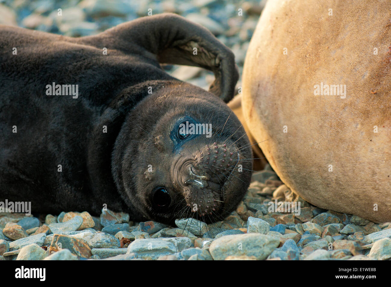 Southern elephant seal (Mirounga leonina) mother & pup, St. Andrews Bay, Island of South Georgia, Antarctica Stock Photo