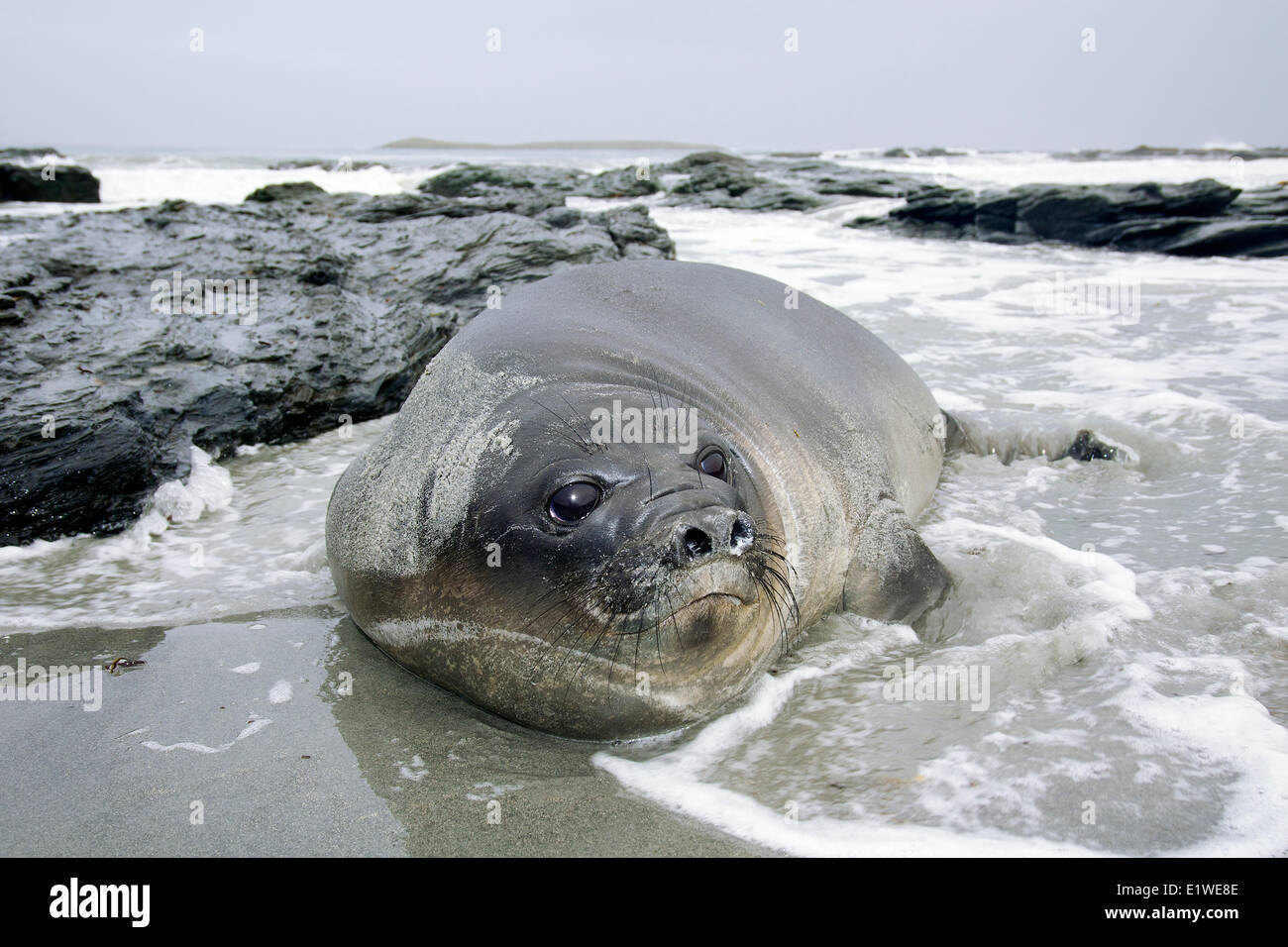 Southern elephant seal (Mirounga leonina) pup, Falkland Islands, Southern Atlantic Stock Photo