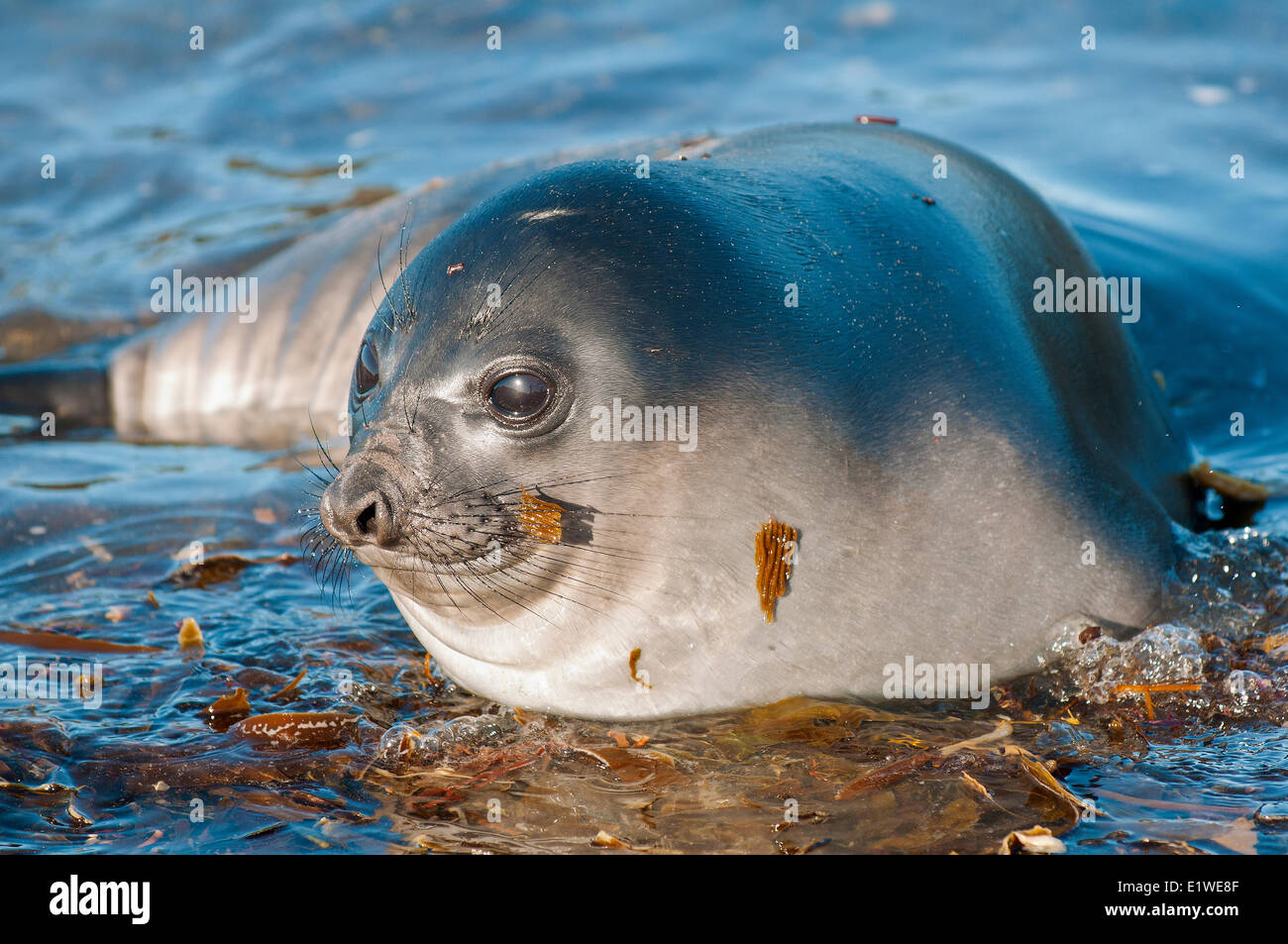 Southern elephant seal (Mirounga leonina) pup, Falkland Islands, Southern Atlantic Stock Photo