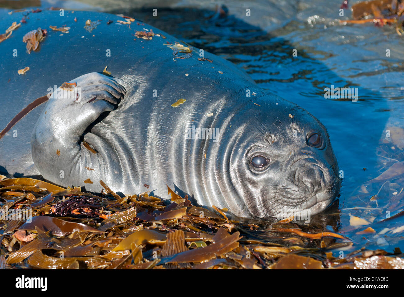 Southern elephant seal (Mirounga leonina) pup, Falkland Islands, Southern Atlantic Stock Photo