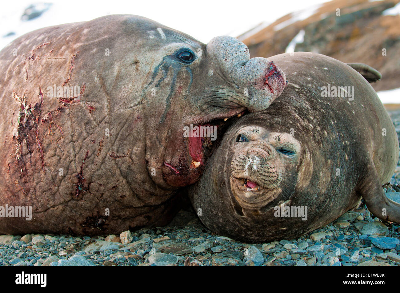 Southern elephant seals (Mirounga leonina) mating, St. Andrews Bay, Island of South Georgia, Antarctica Stock Photo