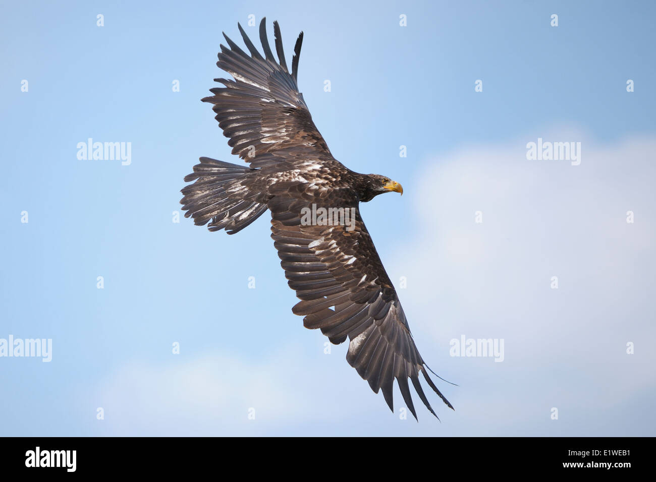 A golden eagle in flight Stock Photo