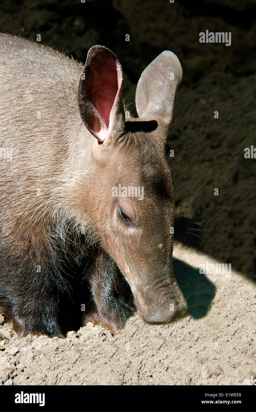 Adult aardvark (Orycteropus afer), foraging, East Africa. Stock Photo
