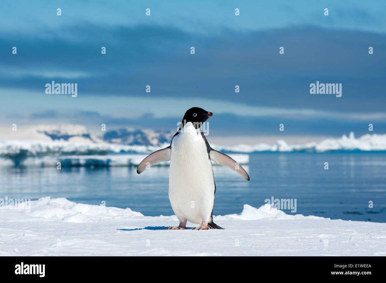 Adelie penguin (Pygoscelis adeliae) loafing by the ice edge, Petrel island, Antarctic Peninsula Stock Photo