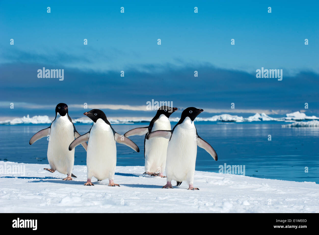 Adelie penguins (Pygoscelis adeliae) loafing by the ice edge, Petrel island, Antarctic Peninsula Stock Photo