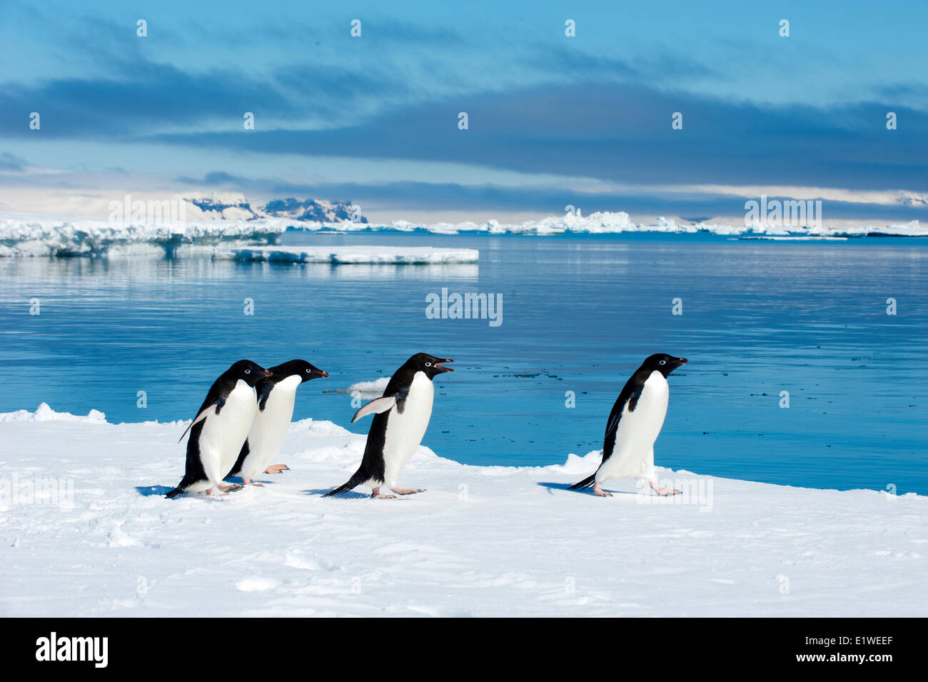 Adelie penguins (Pygoscelis adeliae) loafing by the ice edge, Petrel island, Antarctic Peninsula Stock Photo