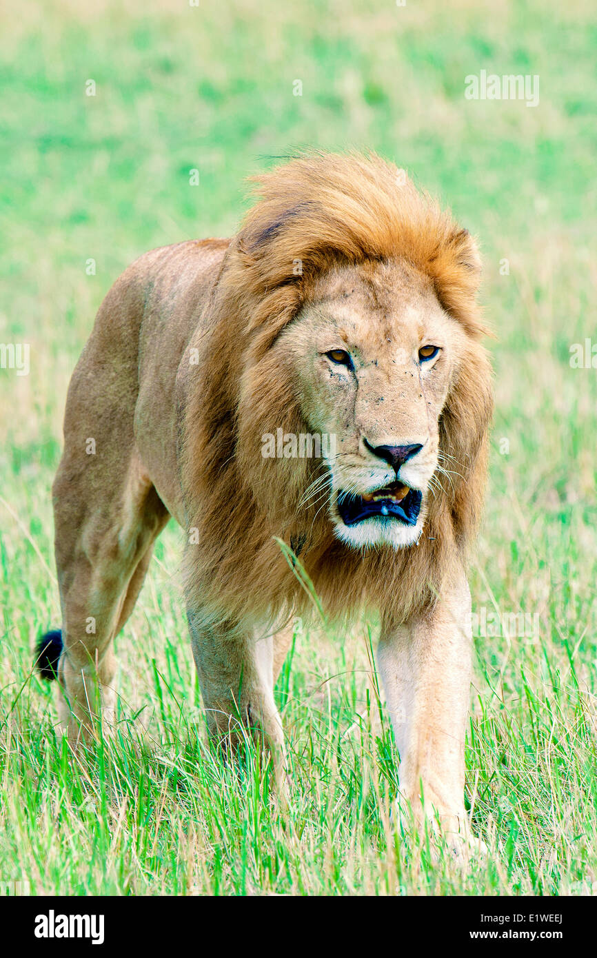Male African lion (Panthera leo), Masai Mara Game Reserve, Kenya, East ...