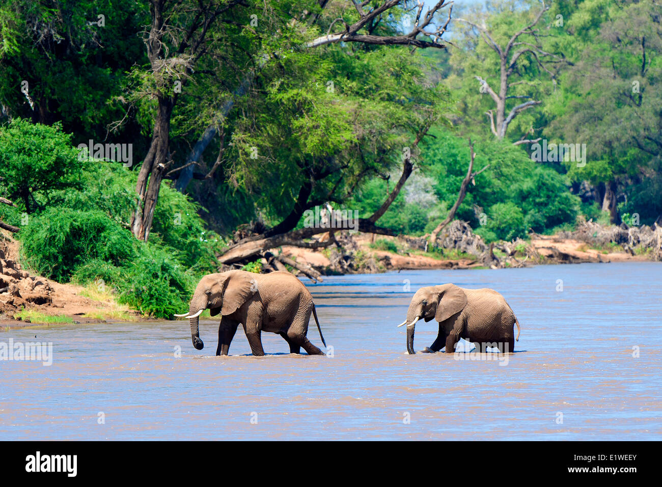 African savannah elephants (Loxodonta africana) crossing the Uaso Nyiro River, Samburu National Park, Kenya, East Africa Stock Photo