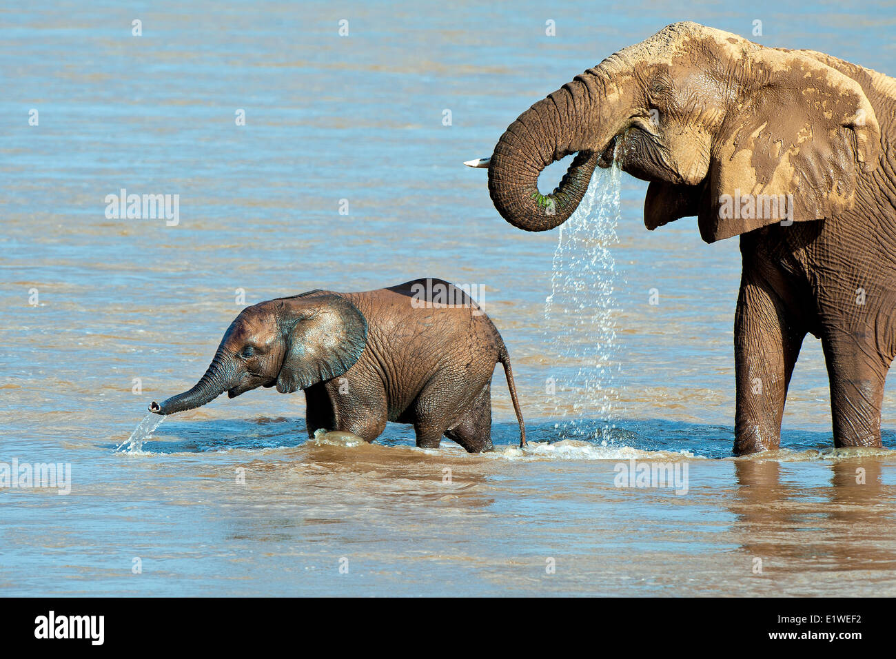 African savannah elephants (Loxodonta africana) crossing the Ewaso Ng'iro River, Samburu National Park, Kenya, East Africa Stock Photo